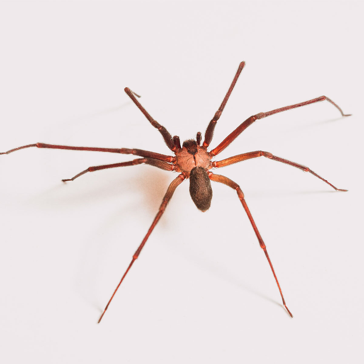 Aranha - controle de aranhas e pragas urbanas